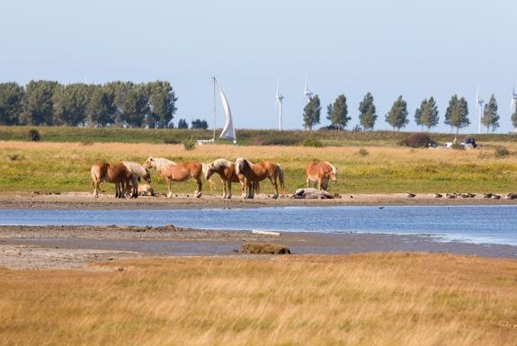 Omgeving | Roompot Park Veerse Kreek